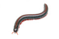 Atopochetus dollfusi Vietnam subadult